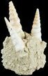 Fossil Gastropod (Haustator) Cluster - Damery, France #62515-1